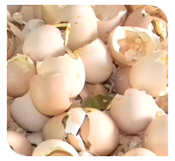 Egg shells of infected birds